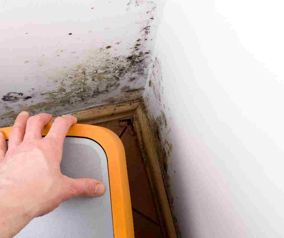 How To Spot Mold Growth In Schaumburg Il
