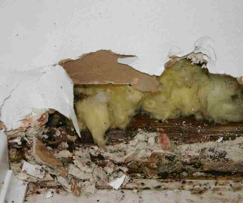 How To Spot Mold Growth In Schaumburg
