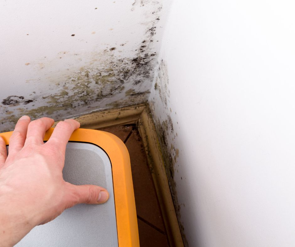 Liberty How To Spot Mold Growth After A Storm