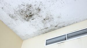 Schaumburg How To Spot Mold In The Home