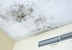Schaumburg How To Spot Mold In The Home